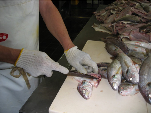 ハトヤかまぼこの製造工程「原魚を三枚におろす」の写真